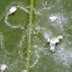 Spiralling whitefly eggs laid in a spiral pattern
