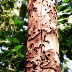 Tree trunk showing damage from Asian longhorned beetle