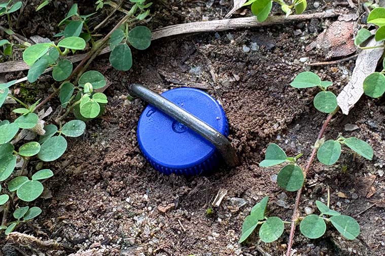 Blue plastic lid of a pitfall trap with metal handle sitting in soil.
