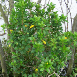 Milky mangrove tree