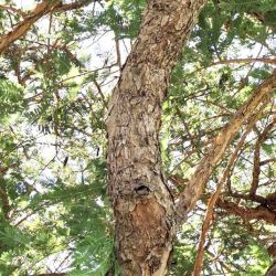 Tree trunk showing flaky, papery bark 