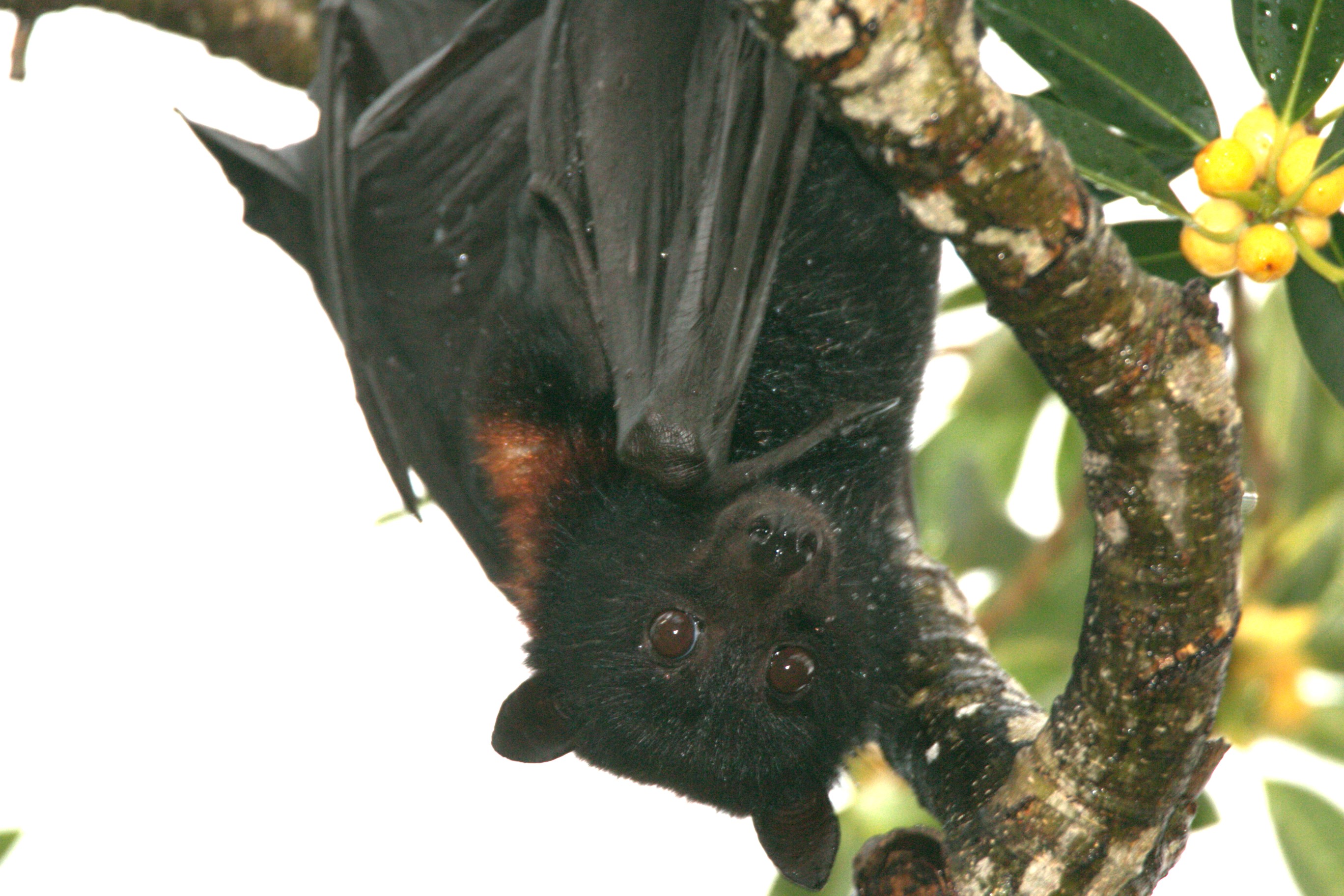 Black flying fox