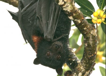 Black flying fox