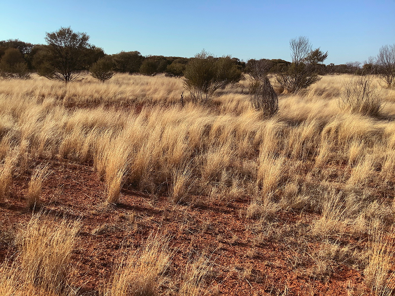 Photo of Tonkoro Station, Western Queensland