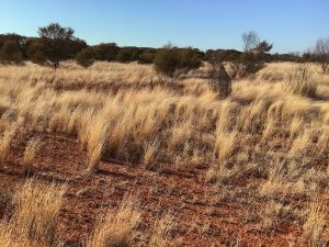 Photo of Tonkoro Station, Western Queensland
