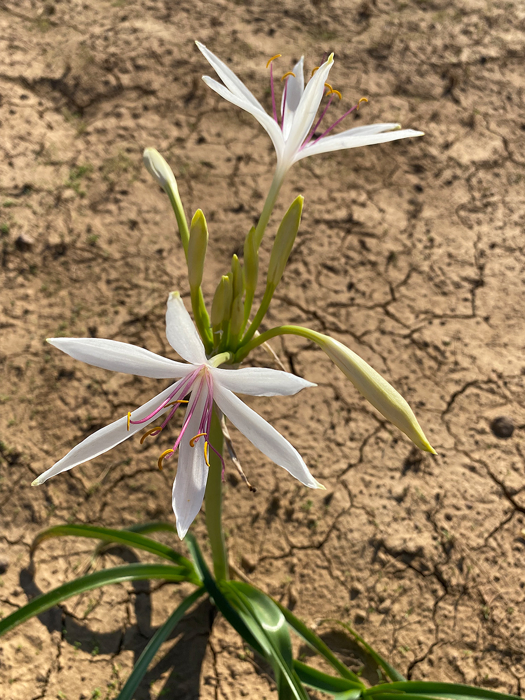 Photo of Tonkoro Station, Western Queensland