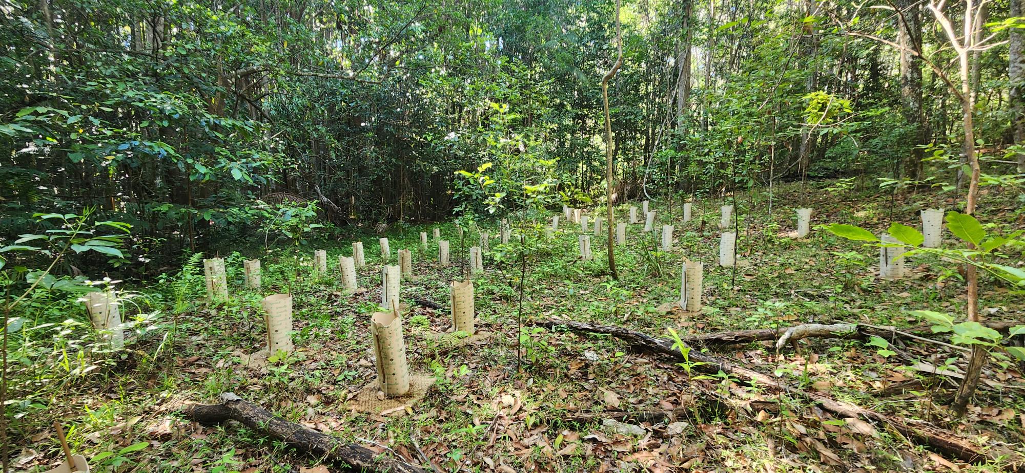 Photo of myrtle planting site.