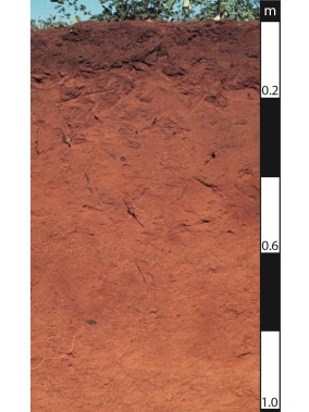 Kandosol soil in Roma, Queensland. Kandosol soil in Roma, Queensland.