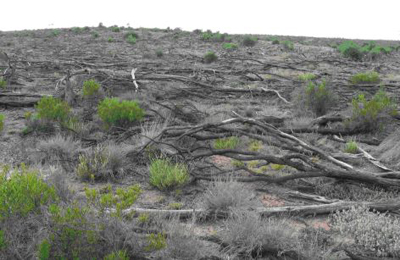 Mulga site soon after clearing