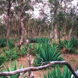Blue agave infestation