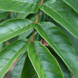 African tulip tree leaves