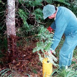 Honey locust basal barking