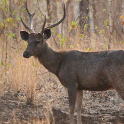 Sambar deer side view