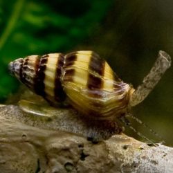 An assassin snail which is typified by a brown and yellow-striped turbid shell and long proboscis, attached to driftwood in an aquarium.