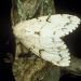 Thumbnail of Spongy moth complex