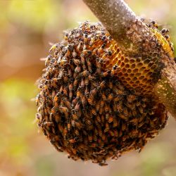 Red dwarf honey bee nest on monga tree