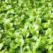 Thumbnail of Amazon frogbit and frogbit
