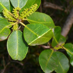 Leaves of the milky mangrove.
