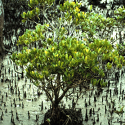 Yellow mangrove