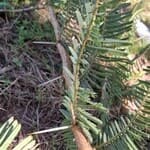 Tree stem showing large sharp spines and paired leaves 
