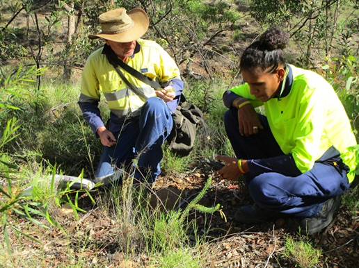 View of workers collecting and relocating the critically-endangered Purple Wattle (Acacia purpureopetala)