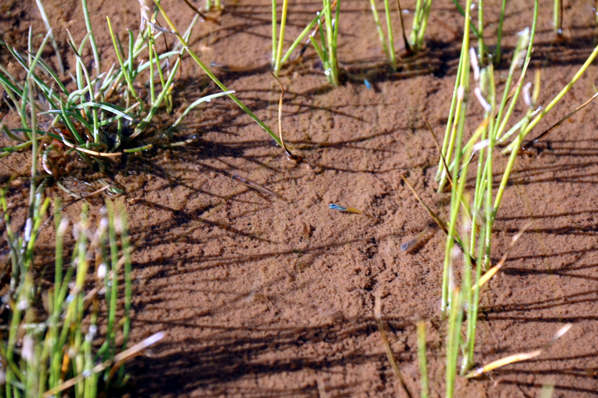 Juvenile redfin blue eyes swimming in shallows