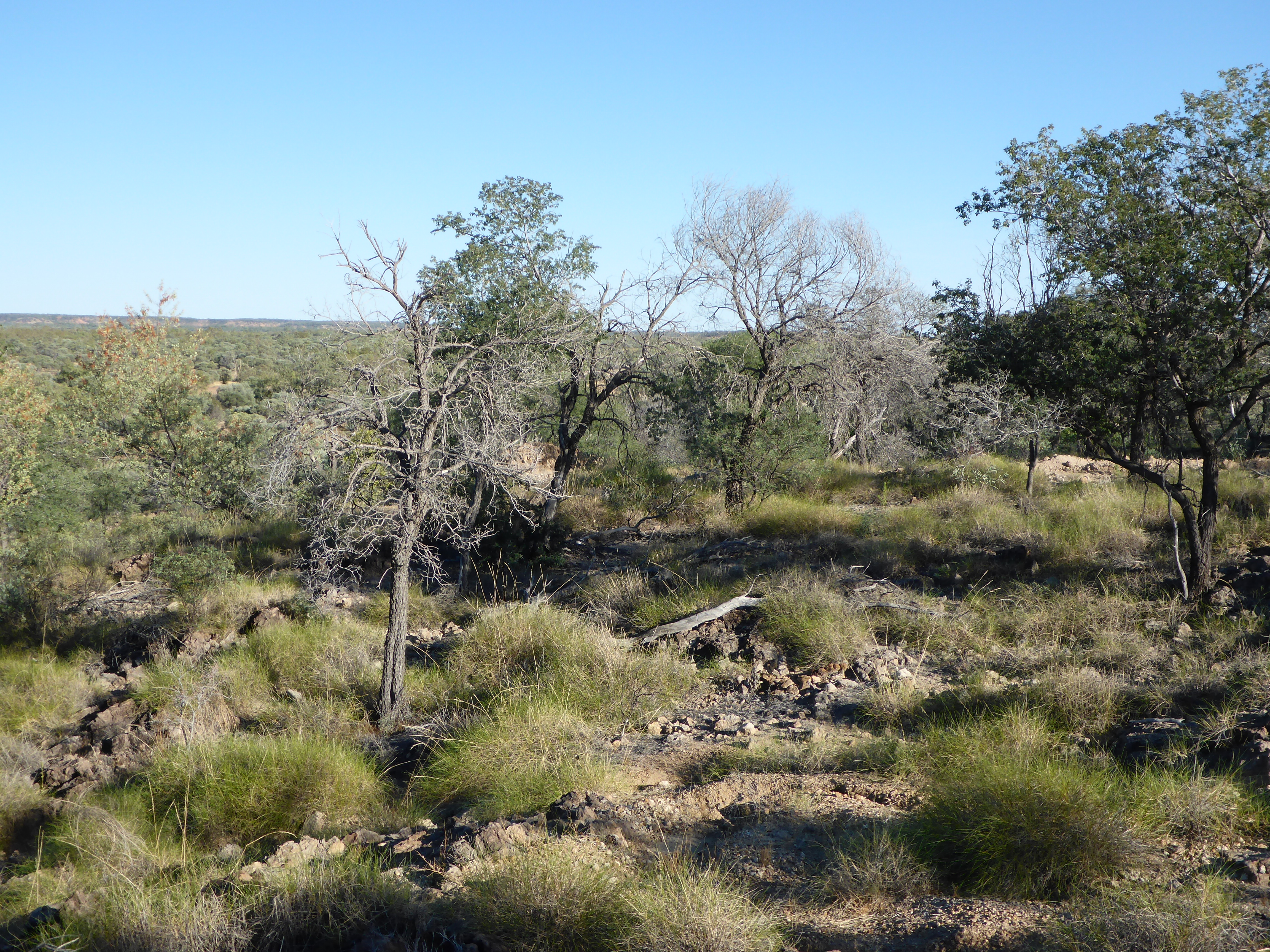 <em>Heliodendron</em> habitat. 