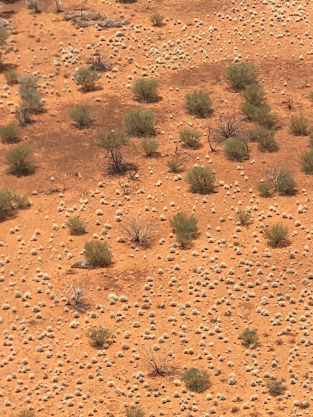 Photo of Tonkoro Station, Western Queensland