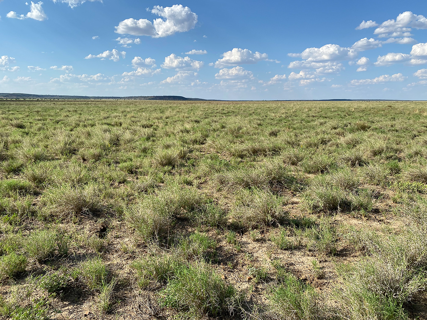 Photo of Melrose Station, Western Queensland