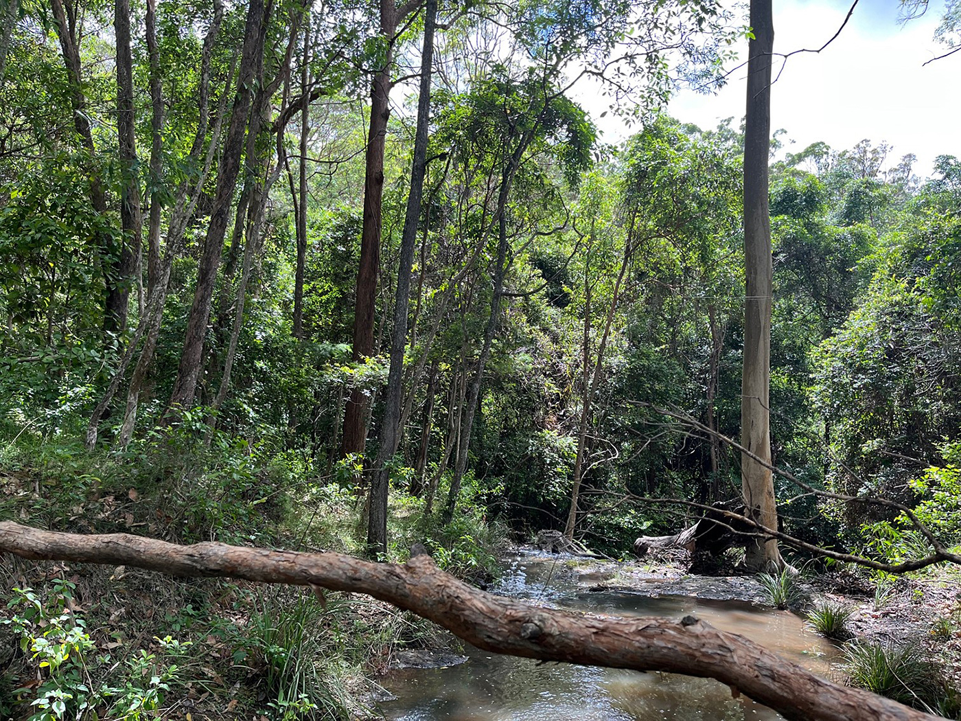 Photo of Daisy Hill Conservation Park, South East Queensland