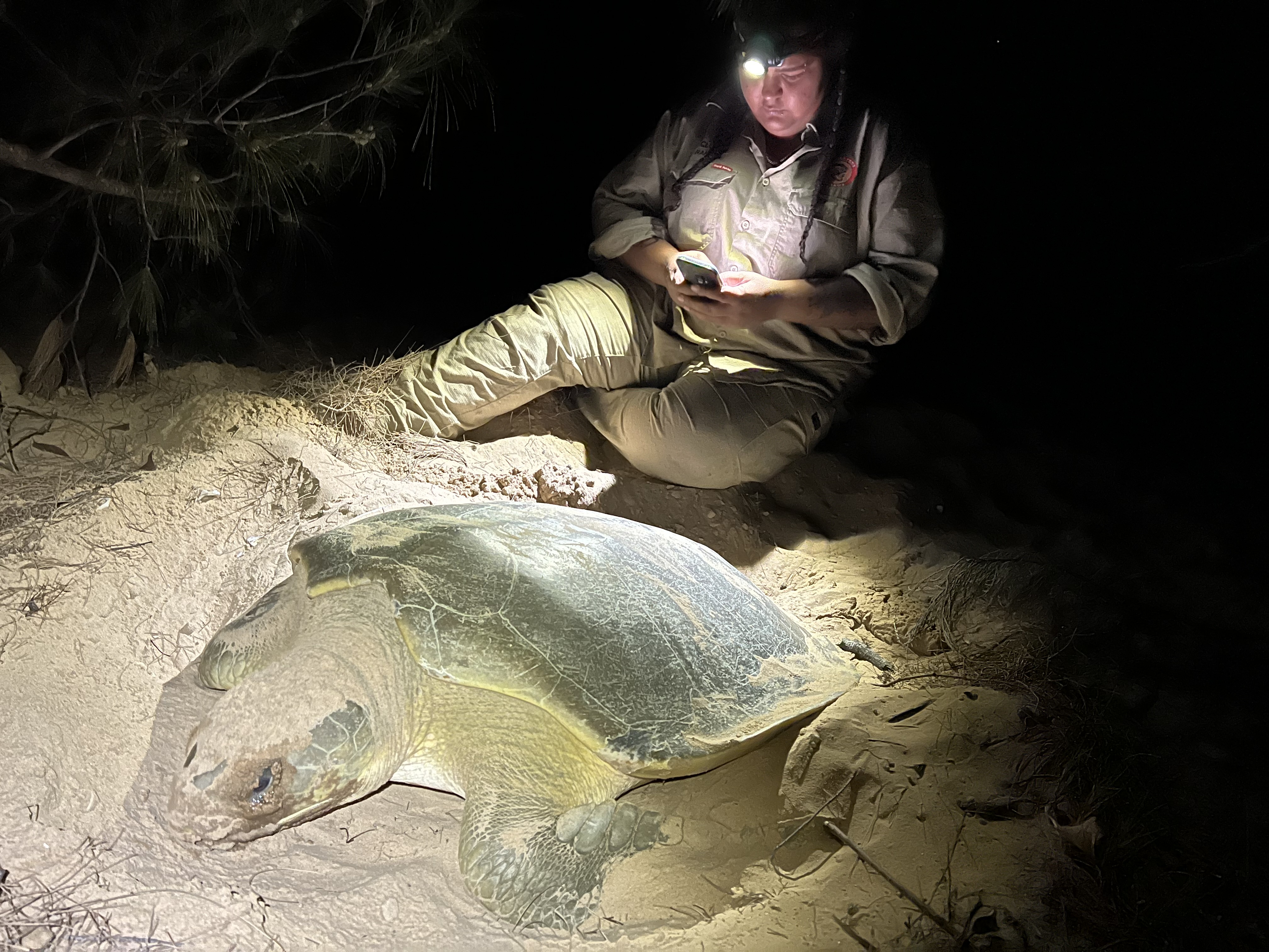 Gangalidda Garawa Ranger collecting turtle monitoring data