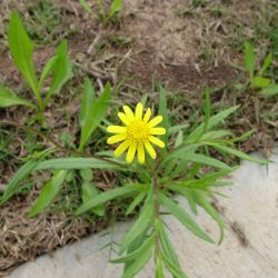 Fireweed seedling