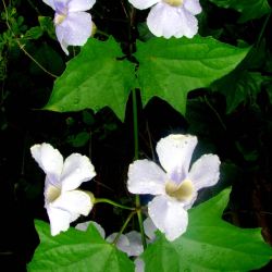 Thunbergia leaves and flowers