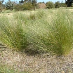 Serrated tussock plant form