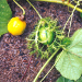 Thumbnail of Stinking passion flower