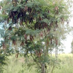 Leuceana plant form