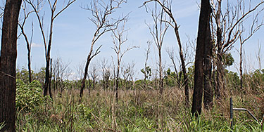 Guinea grass Megathyrsus maximus var. maximus