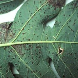 Close up of black leaf spot on papaya leaf