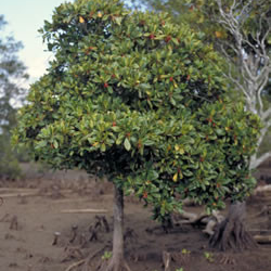 Orange mangrove tree