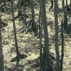 Yellow mangrove tree trunks