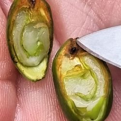 Fruit cut open with a coffee berry borer infestation