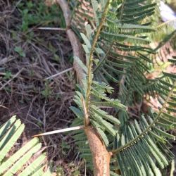 Tree stem showing large sharp spines and paired leaves
