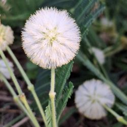 Pale spherical flower with yellow-tipped spikes