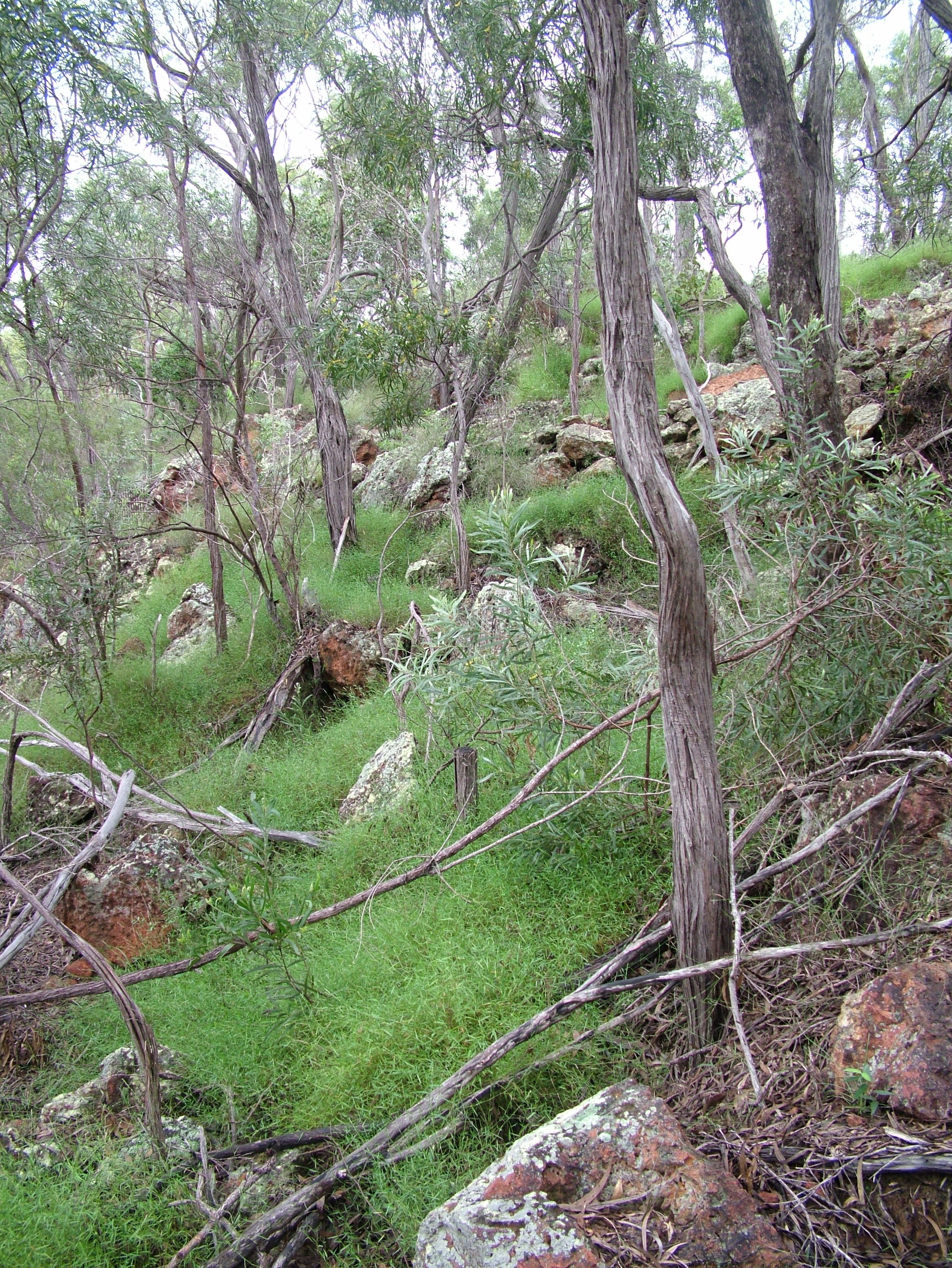 <em>Cryptachne trinerva</em> habitat. 