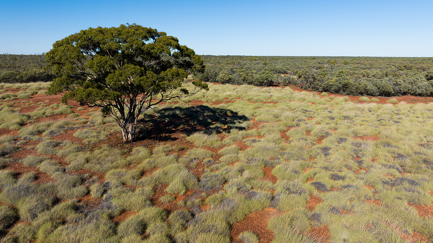 Photo of Vergemont Station, Western Queensland