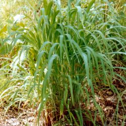 Gamba grass plant form