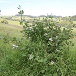 Blackberry plant