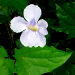 Thumbnail of Thunbergia