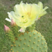 Thumbnail of Bunny ears 