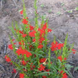 Red witchweed